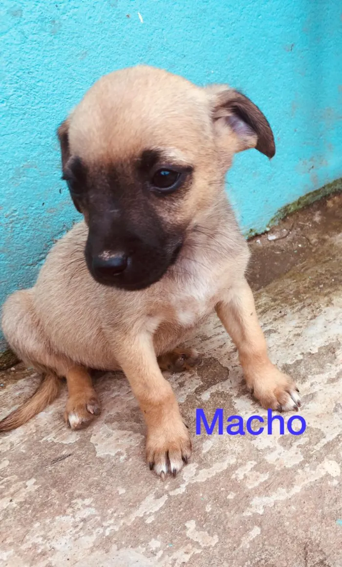 Cachorro raça SRD idade 2 a 6 meses nome Nao tem nome 