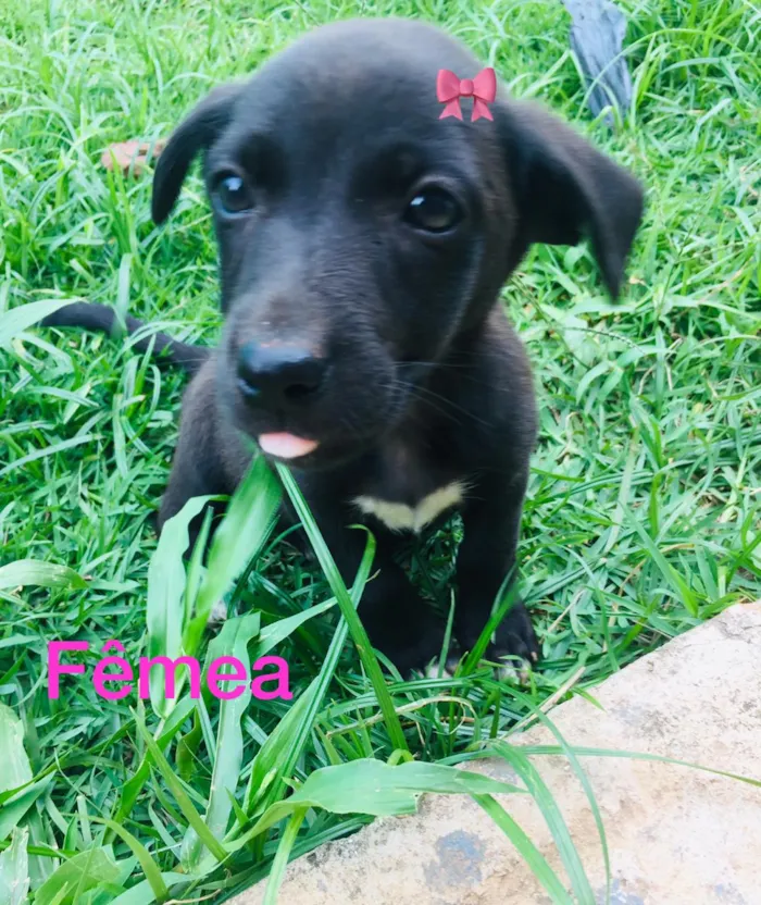 Cachorro raça SRD idade 2 a 6 meses nome Nao tem nome 