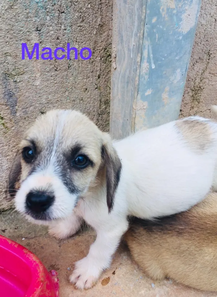 Cachorro raça SRD idade 2 a 6 meses nome Nao tem nome 