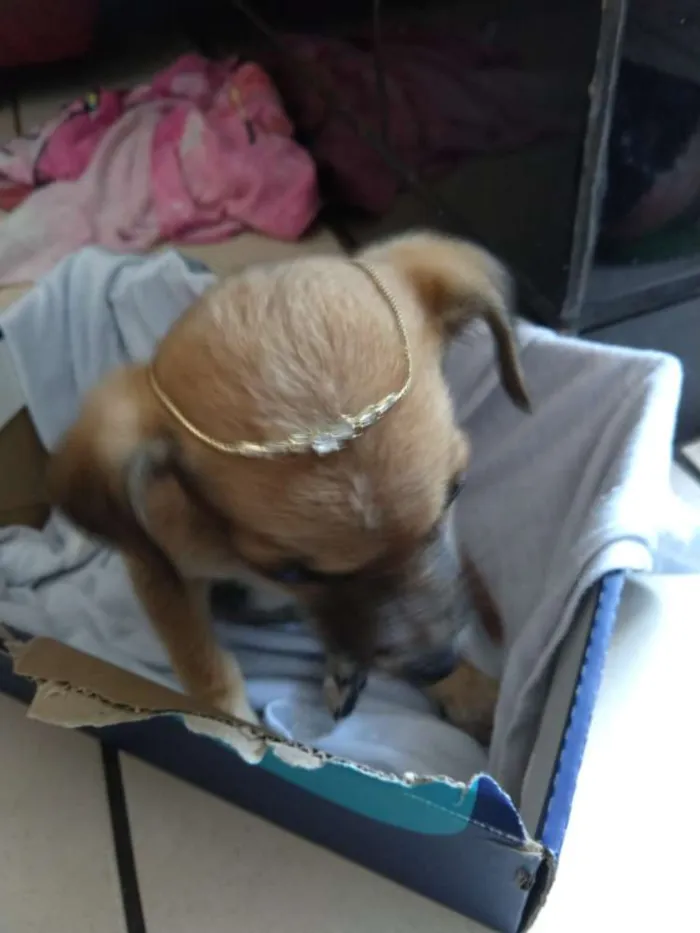 Cachorro raça RND idade Abaixo de 2 meses nome Tereza