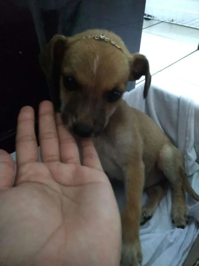 Cachorro raça RND idade Abaixo de 2 meses nome Tereza