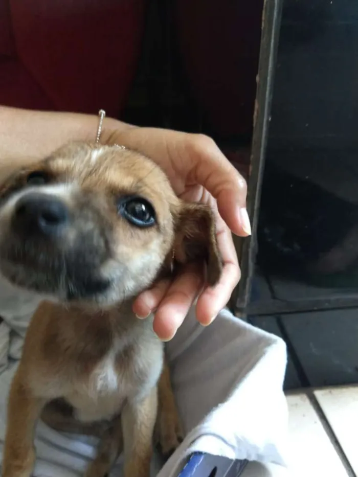 Cachorro raça RND idade Abaixo de 2 meses nome Tereza