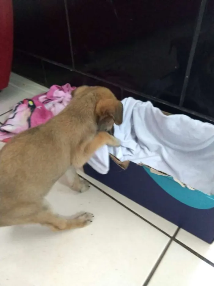 Cachorro raça RND idade Abaixo de 2 meses nome Tereza