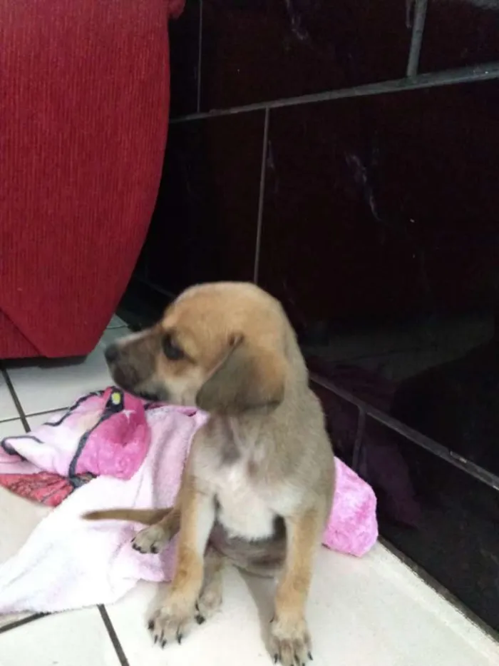 Cachorro raça RND idade Abaixo de 2 meses nome Tereza