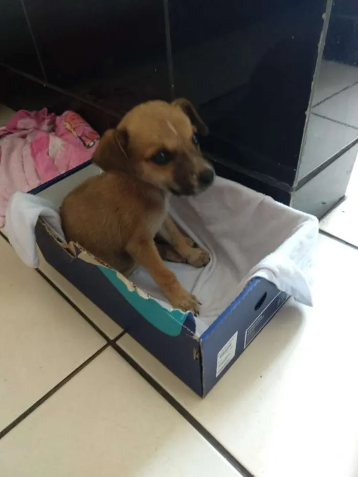 Cachorro raça RND idade Abaixo de 2 meses nome Tereza