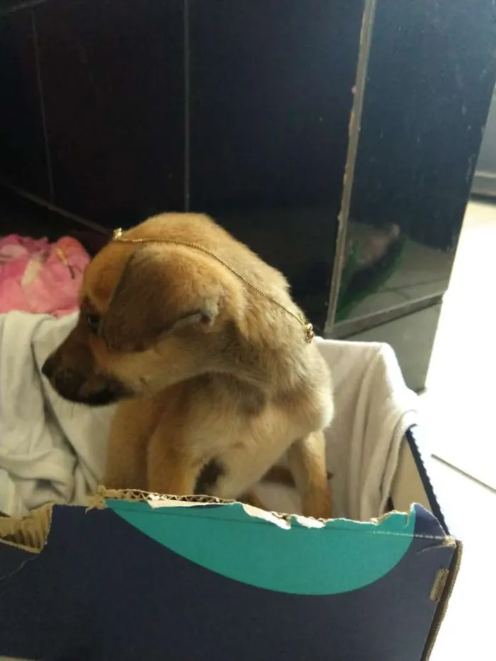 Cachorro raça RND idade Abaixo de 2 meses nome Tereza
