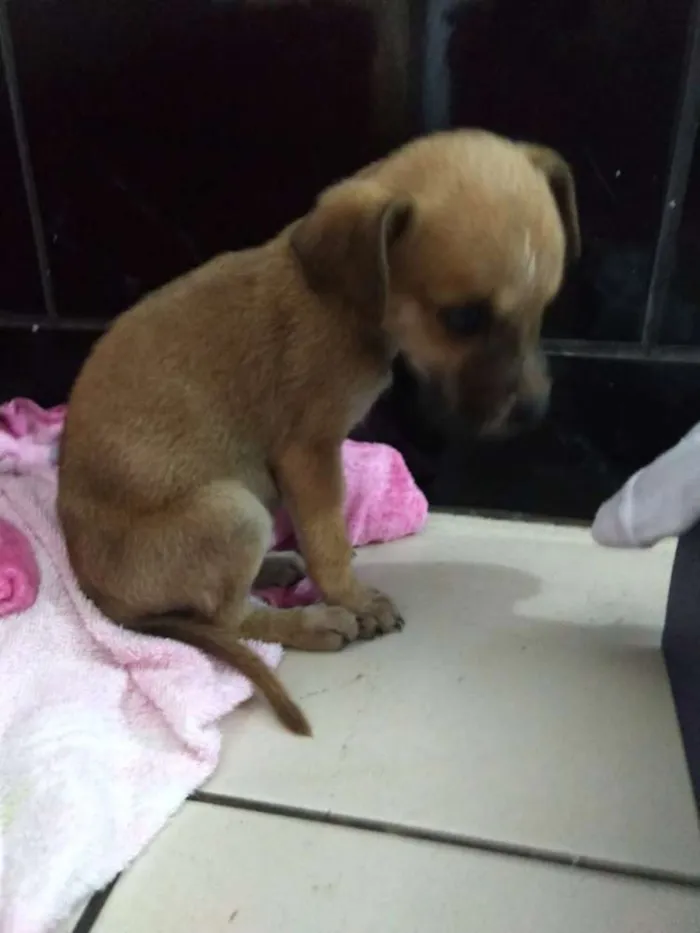 Cachorro raça RND idade Abaixo de 2 meses nome Tereza