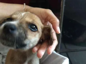 Cachorro raça RND idade Abaixo de 2 meses nome Tereza