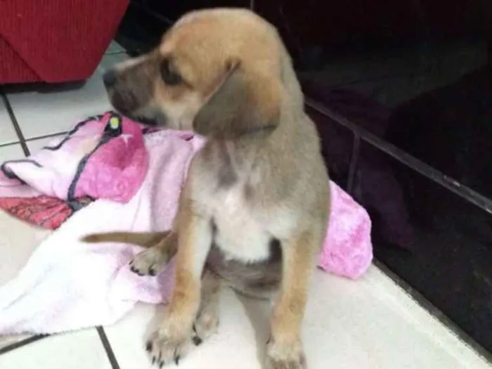 Cachorro raça RND idade Abaixo de 2 meses nome Tereza