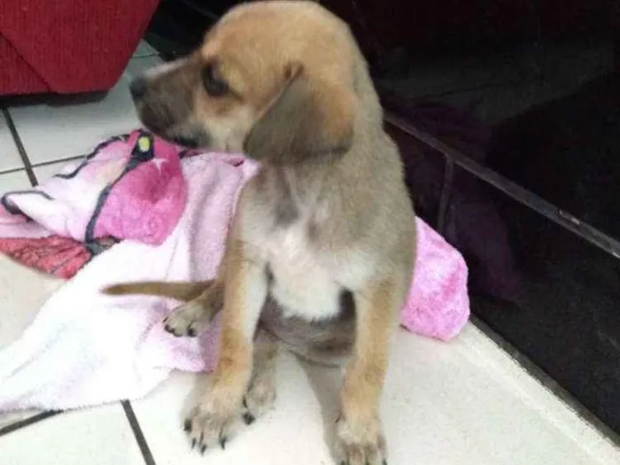 Cachorro raça RND idade Abaixo de 2 meses nome Tereza