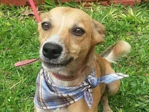Cachorro raça SRD idade 2 anos nome Samba