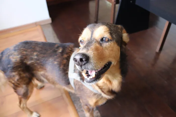 Cachorro raça SRD idade 6 ou mais anos nome Sem Nome