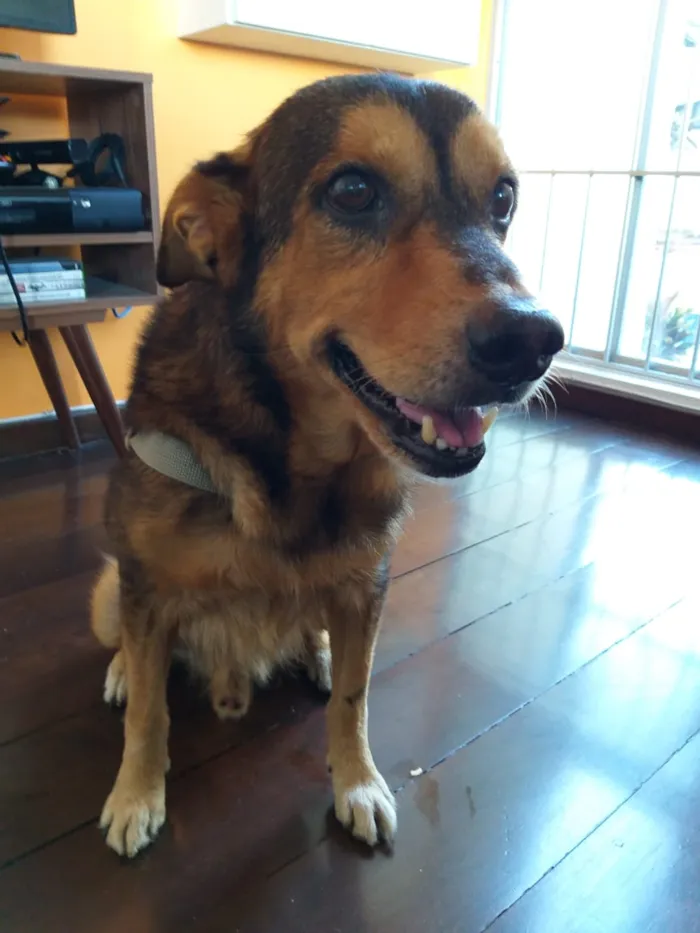 Cachorro raça SRD idade 6 ou mais anos nome Sem Nome