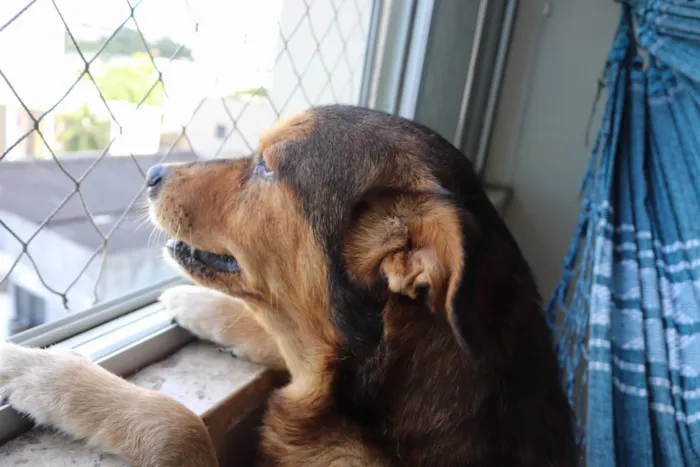 Cachorro raça SRD idade 6 ou mais anos nome Sem Nome