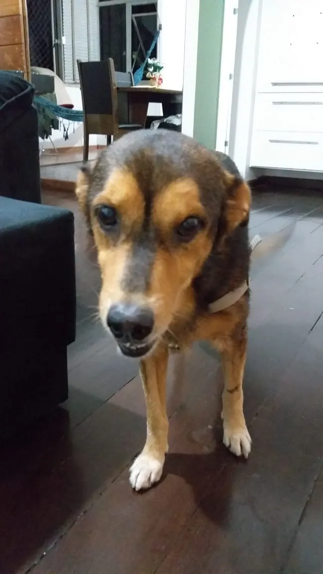 Cachorro raça SRD idade 6 ou mais anos nome Sem Nome