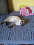 Pudim