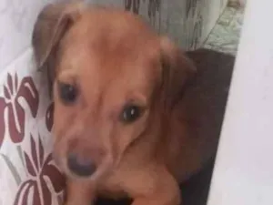 Cachorro raça SRD idade Abaixo de 2 meses nome sem nome