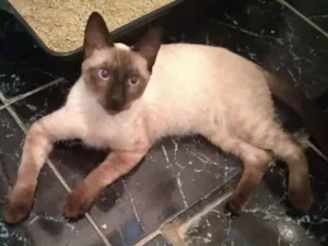 Gato raça Siamês idade 7 a 11 meses nome Pudim