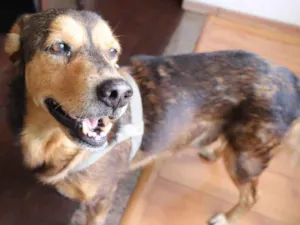 Cachorro raça SRD idade 6 ou mais anos nome Sem Nome