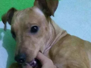 Cachorro raça Pinscher idade 1 ano nome Nick