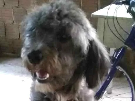 Cachorro ra a Poodle idade 7 a 11 meses nome Marley