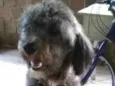 Marley