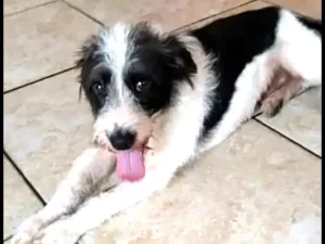 Cachorro raça  idade 1 ano nome Billy 