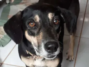 Cachorro raça SRD Vira Lata idade 5 anos nome Bebezinha