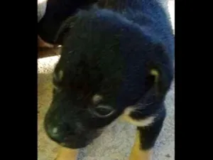 Cachorro raça srd idade Abaixo de 2 meses nome filhotes peq