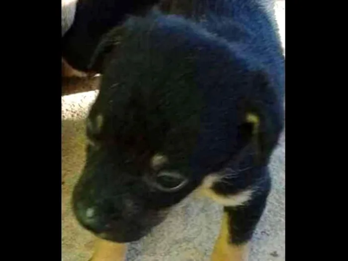 Cachorro ra a srd idade Abaixo de 2 meses nome filhotes peq