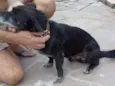 Panca