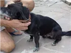 Cachorro raça nao def. idade 5 anos nome Panca