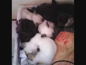 Gato raça Sem raça  idade 2 a 6 meses nome Filhotes 