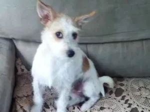 Cachorro raça Indefinida idade 1 ano nome Nina