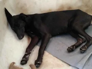 Cachorro raça Cachorro idade  nome Menina