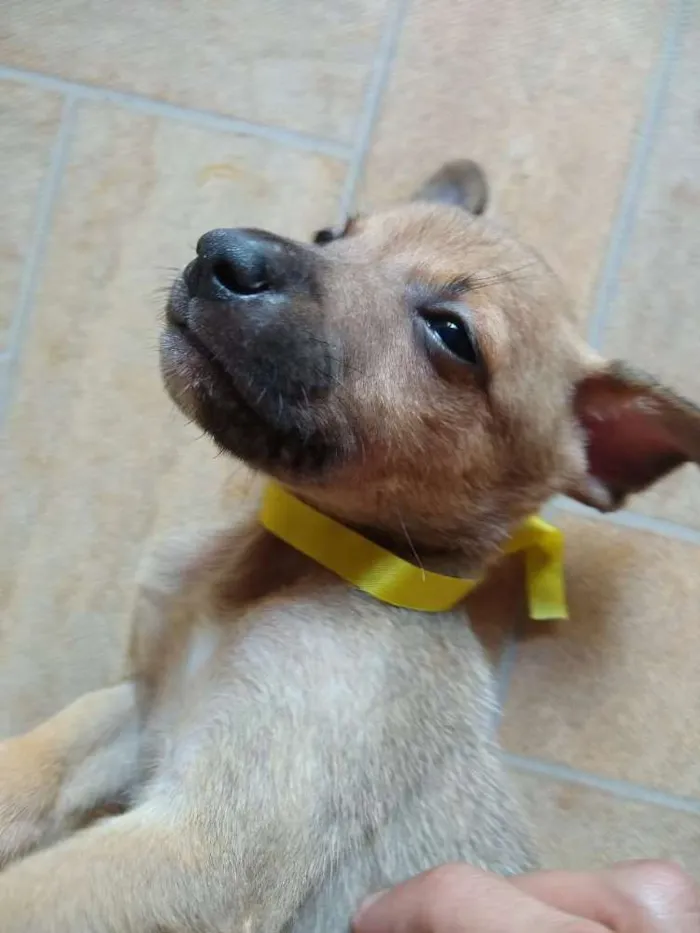 Cachorro ra a Vira lata idade Abaixo de 2 meses nome Pingo