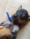 Pirulito