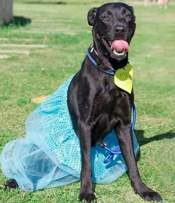 Cachorro ra a SRD idade 3 anos nome JADE