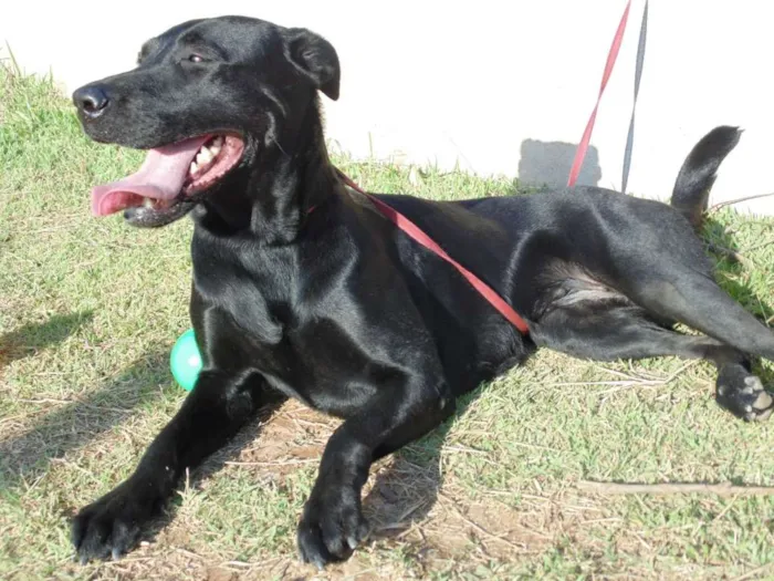 Cachorro ra a SRD idade 3 anos nome JADE