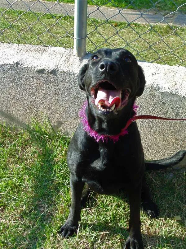 Cachorro ra a SRD idade 3 anos nome JADE