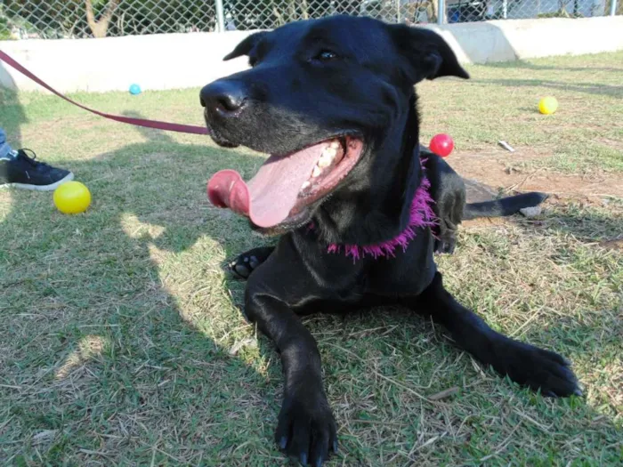 Cachorro ra a SRD idade 3 anos nome JADE