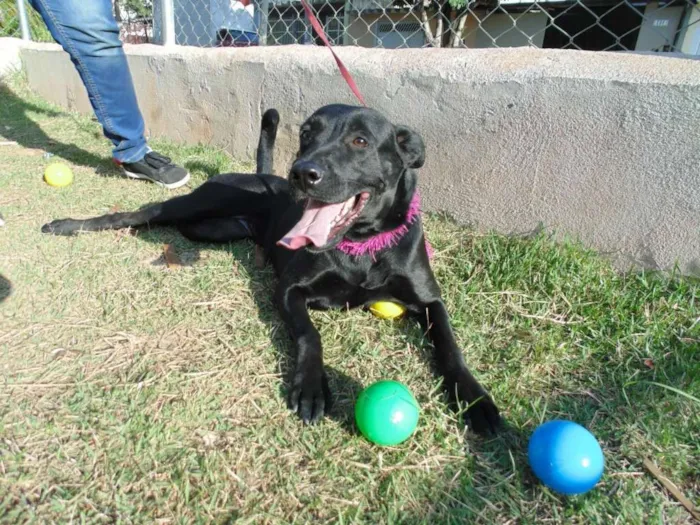 Cachorro ra a SRD idade 3 anos nome JADE