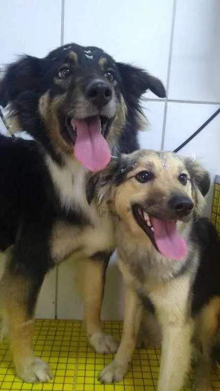 Cachorro ra a SRD idade 1 ano nome LULY 