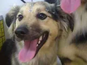 Cachorro raça SRD idade 1 ano nome LULY 