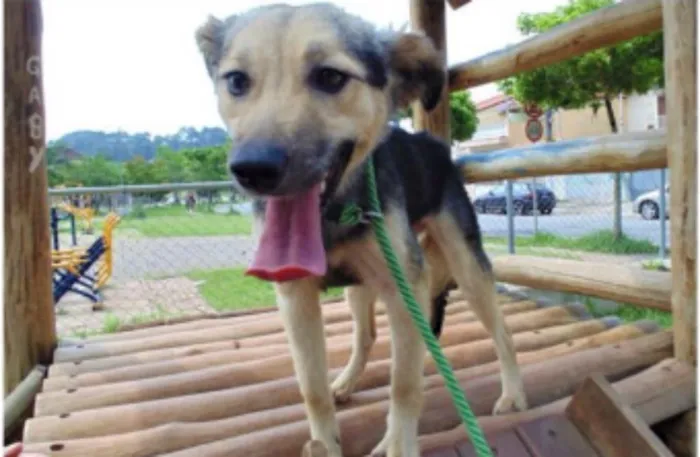 Cachorro ra a SRD idade 1 ano nome LULY 