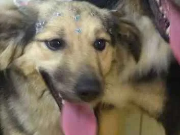 Cachorro ra a SRD idade 1 ano nome LULY 