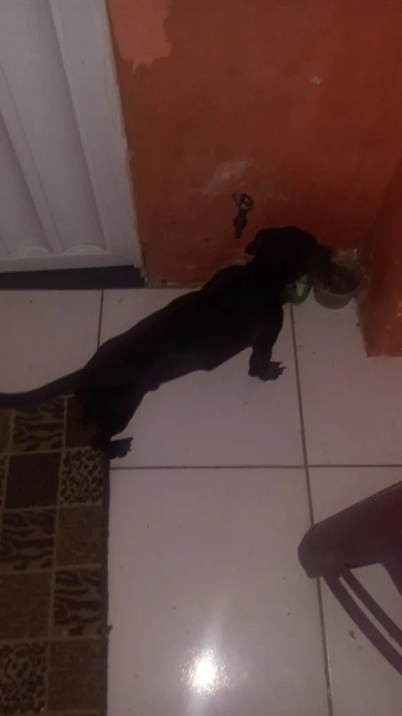 Cachorro raça mestica idade 1 ano nome roxy