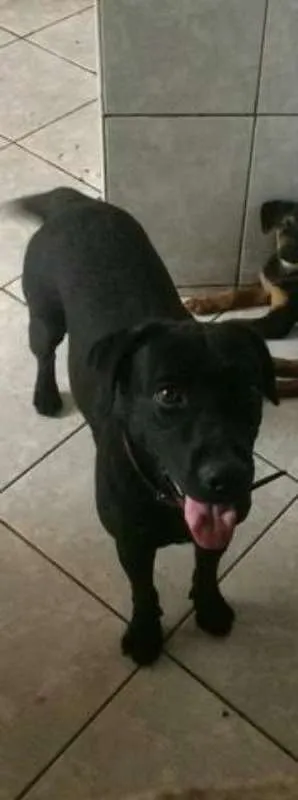 Cachorro raça Labrador idade 7 a 11 meses nome Erus
