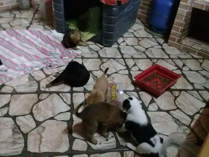 Cachorro ra a Sem definição  idade Abaixo de 2 meses nome Sem nome