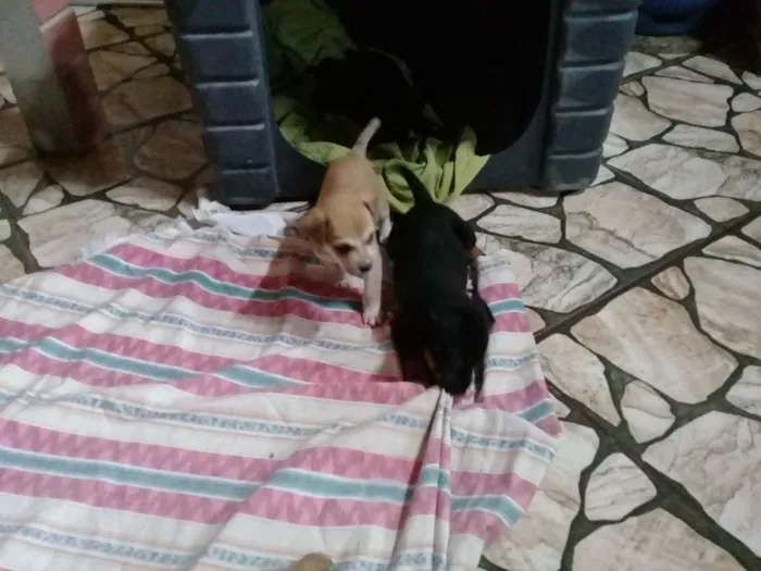 Cachorro ra a Sem definição  idade Abaixo de 2 meses nome Sem nome